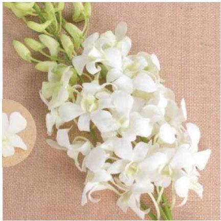 Sanan White Dendrobium Orchid Plant