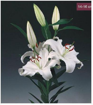 Santander Oriental Lilies Plant, Size : 14-16 cms