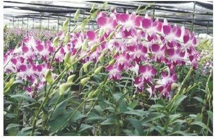 Sonia Earsakul Dendrobium Orchid Plant, Color : Pink