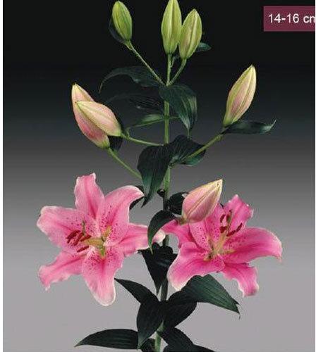 Sorbonne Oriental Lilies Plant, Size : 14-16 cms