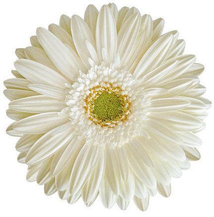 Susan Gerbera Flower, Color : White