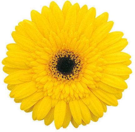 Tecla Gerbera Flower, Color : Yellow