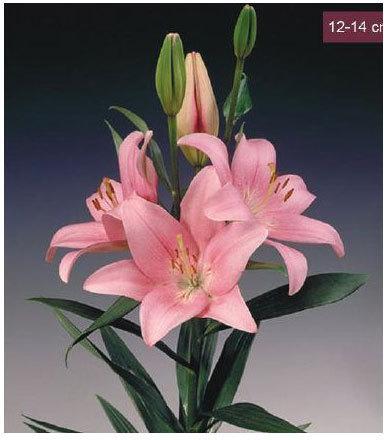 Turandot LA Lilies Plant, Color : Light Pink