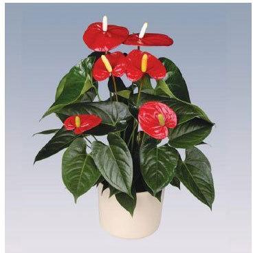 Turenza Anthurium Plant Pot
