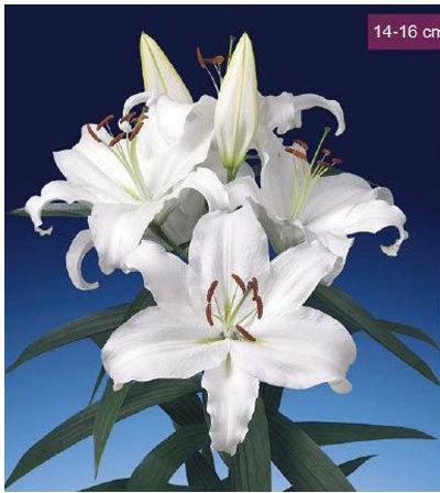 Universe Oriental Lilies Plant, Size : 14-16 cms