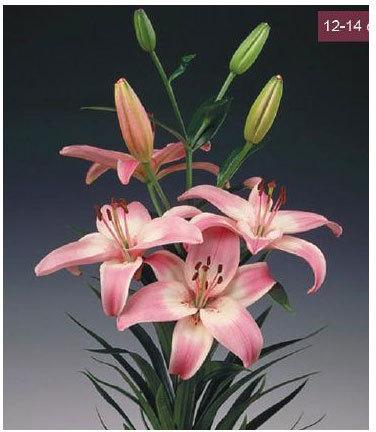 Vermeer Asiatic Lilies Plant, Size : 12-14 cms