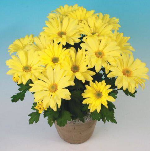 Victor Yellow Chrysanthemum Plant Pot