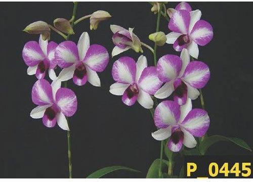 Natural Victoria Dendrobium Orchid Plant