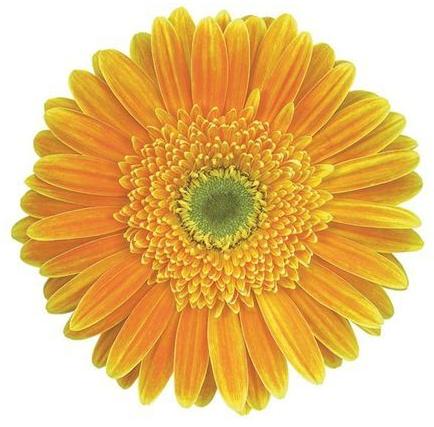 Vilassar Gerbera Flower, Color : Yellow