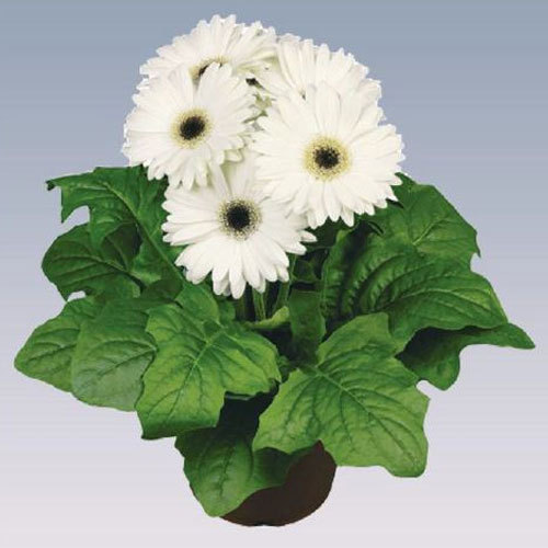White Gerbera Plant Pot