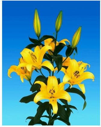 Yelloween Oriental Lilies Plant, Size : 14-16 cms