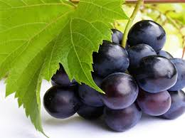 Fresh Black Jumbo Grapes