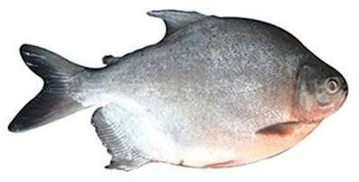Frozen Red Pacu Fish, Freezing Process : Cold Storage