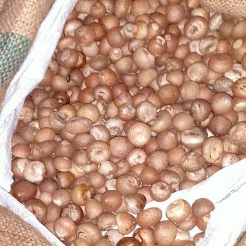 Round Organic Assam Betel Nut, for Food, Herbal, Medicine, Form : Solid
