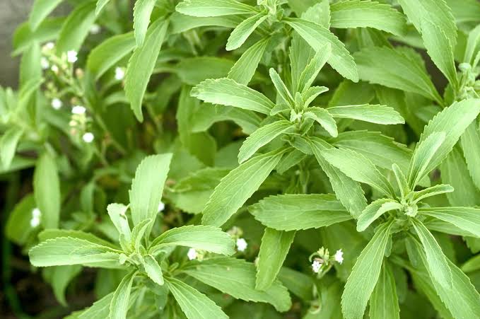 Common Stevia Leaves, for Cooking, Packaging Type : Customise