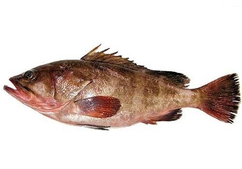 Reef Cod Whole Fish, Packaging Type : Thermocol Box