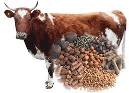 cow cattle feed