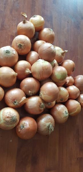 Brown Onion