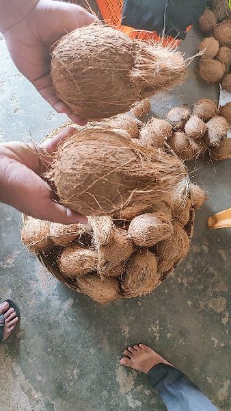 Semi Husked Fresh coconut