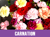 Carnation, Color : Multi-Colored, Orange, Pink, Purple, Red, White, Yellow