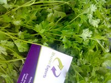 BECL coriander leaves