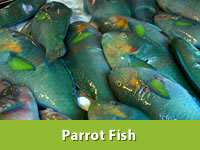 Parrot Fish, Style : Fresh
