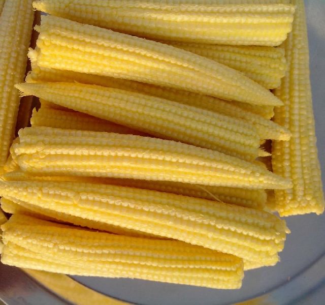 Common Peeled Baby Corn!, Color : Yellow