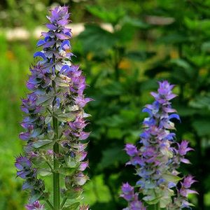 Clary Sage Oil, for Used in many chypres, Grade : Premium Cosmetic