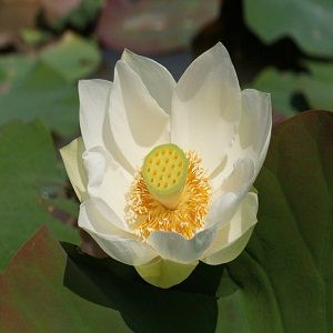 White Lotus Oil