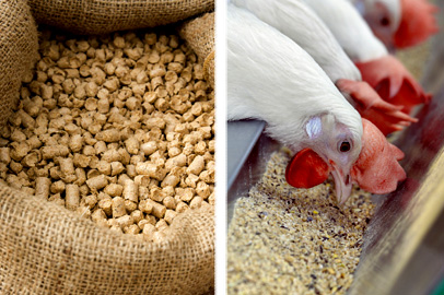 Animal Feed Poultry Feeds