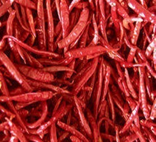 Common dry red chilli, Packaging Type : Gunny Bags, Pp Bag