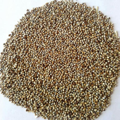 Organic Millet Seeds, for Cattle Feed, Cooking, Style : Dried