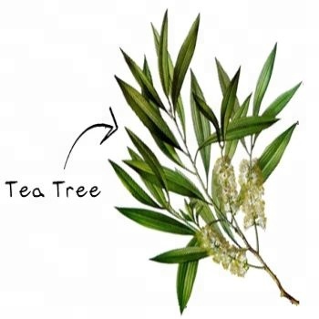 Tea Tree Essential Oil Tea Tree Oil From BORG