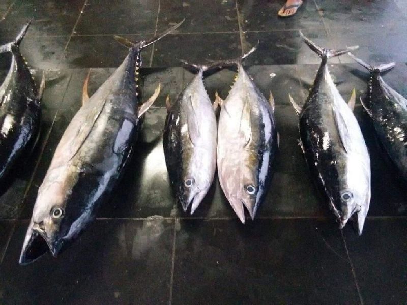 tuna fish Buy tuna fish for best price at INR 120 / Kilogram ( Approx )