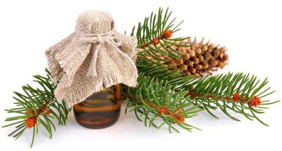 fir needle essential oil