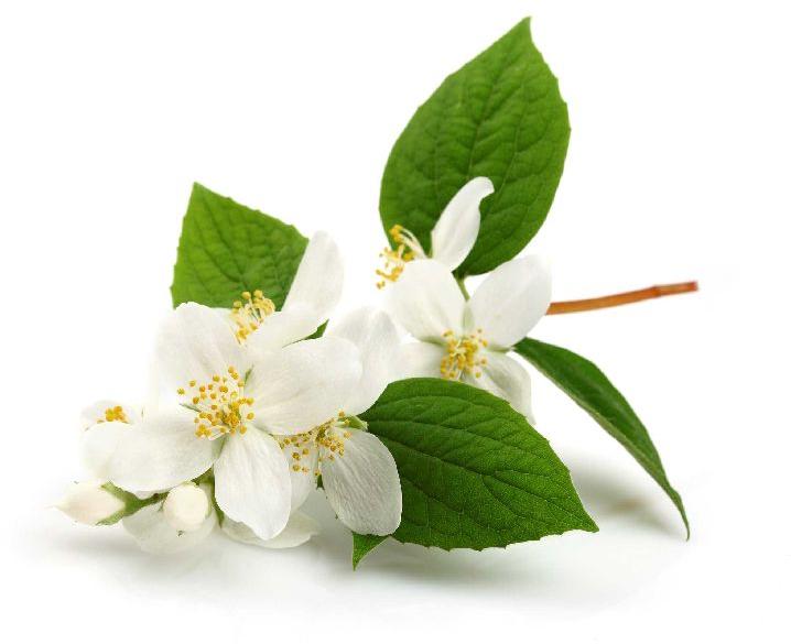 Jasmine Grandiflorum Floral Absolute Oil