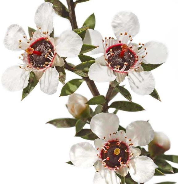 Manuka Essential Oil