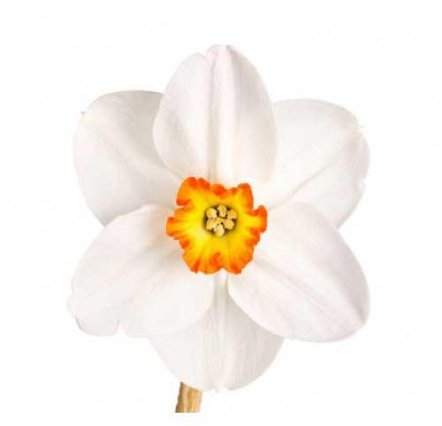 Narcissus Floral Absolute Oil