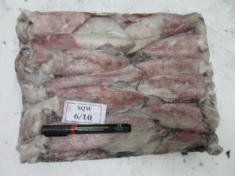 Frozen Squid