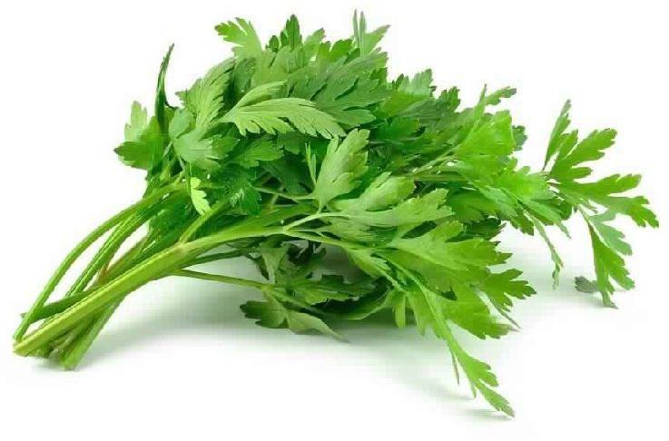 Celery essential Oil