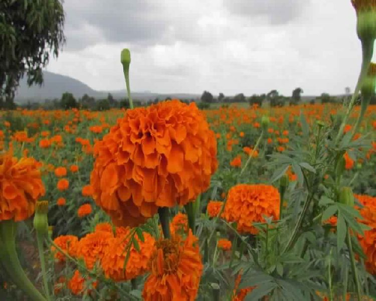 Marigold Oleoresin