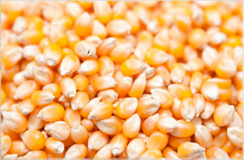 Fresh Yellow Corn, for Animal Feed, Cattle Feed, Style : Dried