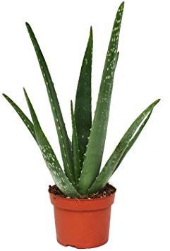 Aloe Vera House Plant, For Cosmetic, Medicines, Feature : Easy To Grow