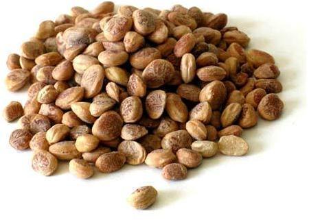 Ashwagandha Medicinal Seeds, Shelf Life : 24 months
