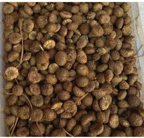 Dehydrate Akarkara Seeds, Shelf Life : 12 Month