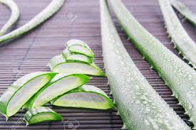 Fresh Natural Aloe Vera Leaves