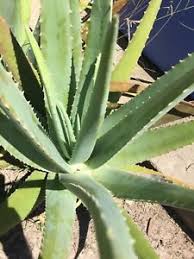 Fresh Organic Aloe Vera Leaves