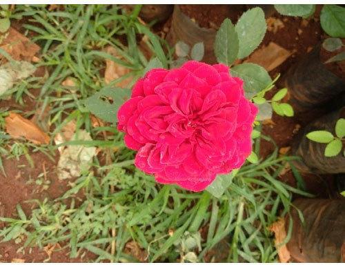Fresh Red Rose Plant