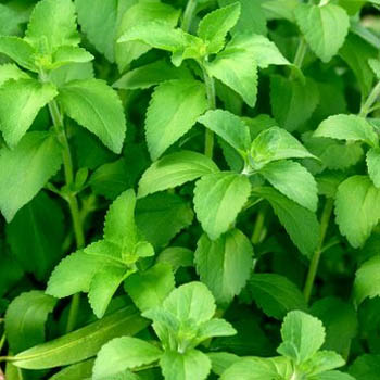 Herbal Stevia Plant, for Medicinal, Color : Green