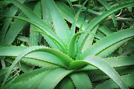 Natural Fresh Aloe Vera Plant, for Cosmetic, Medicines, Color : Green